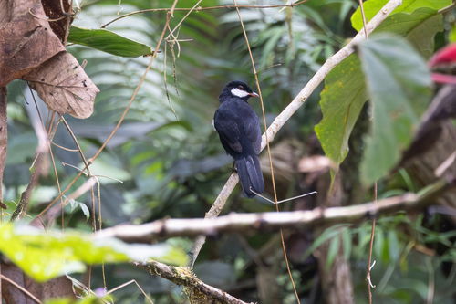 Black Solitaire (Entomodestes coracinus), photo 9