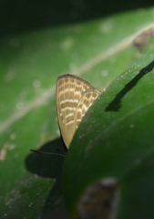 Nacaduba pactolus