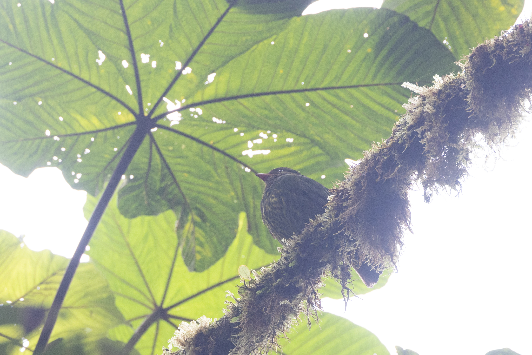 Orange-breasted Fruiteater (Pipreola jucunda), photo 1