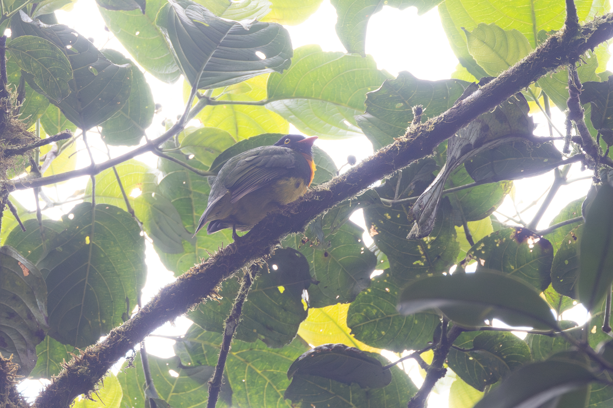 Orange-breasted Fruiteater (Pipreola jucunda), photo 2