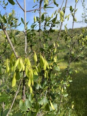 Fraxinus parryi