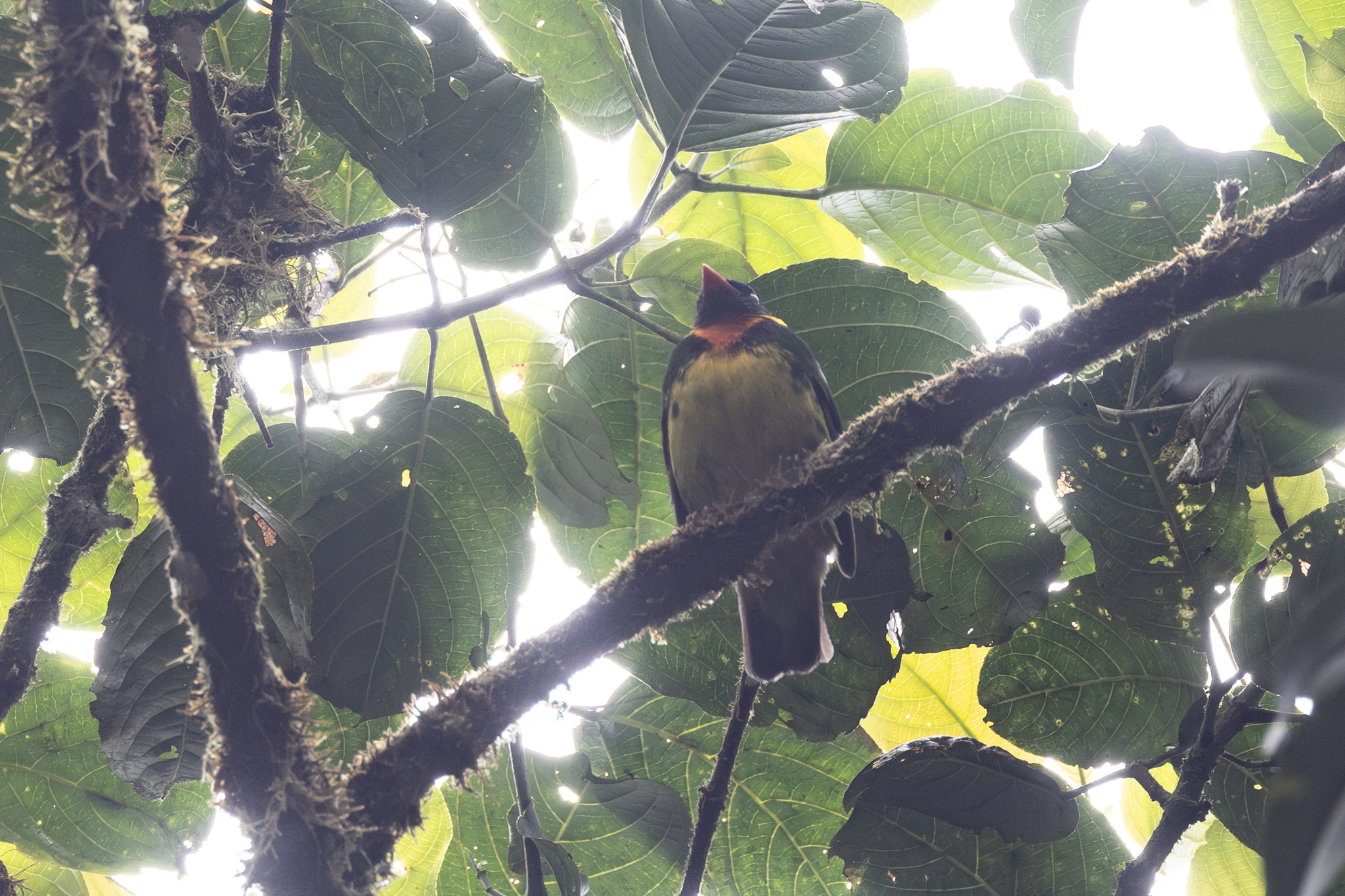 Orange-breasted Fruiteater (Pipreola jucunda), photo 3