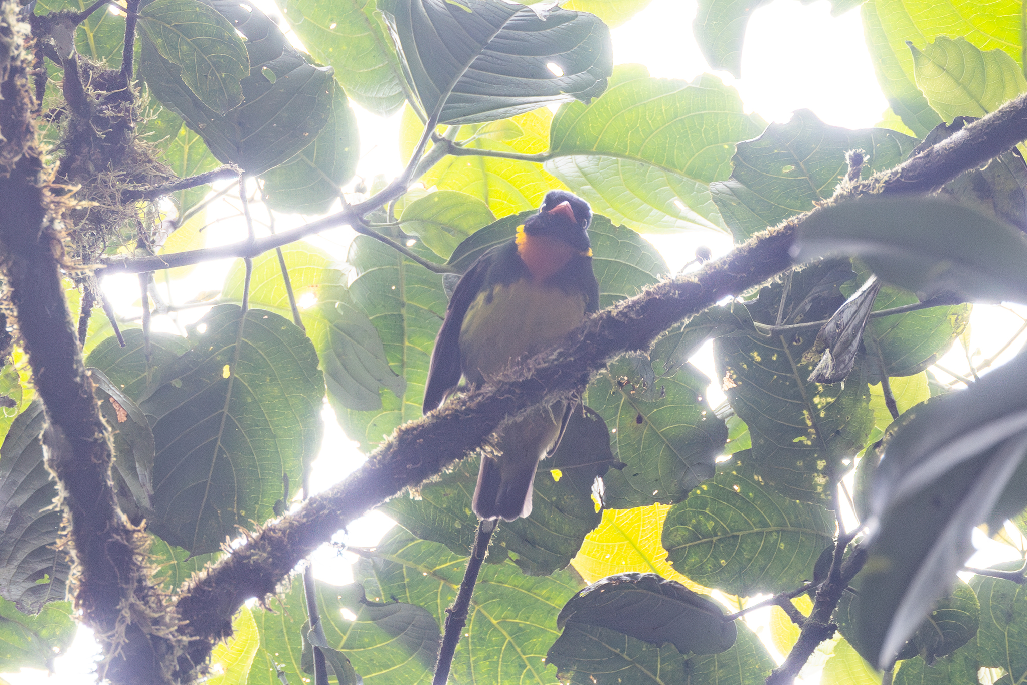 Orange-breasted Fruiteater (Pipreola jucunda), photo 4