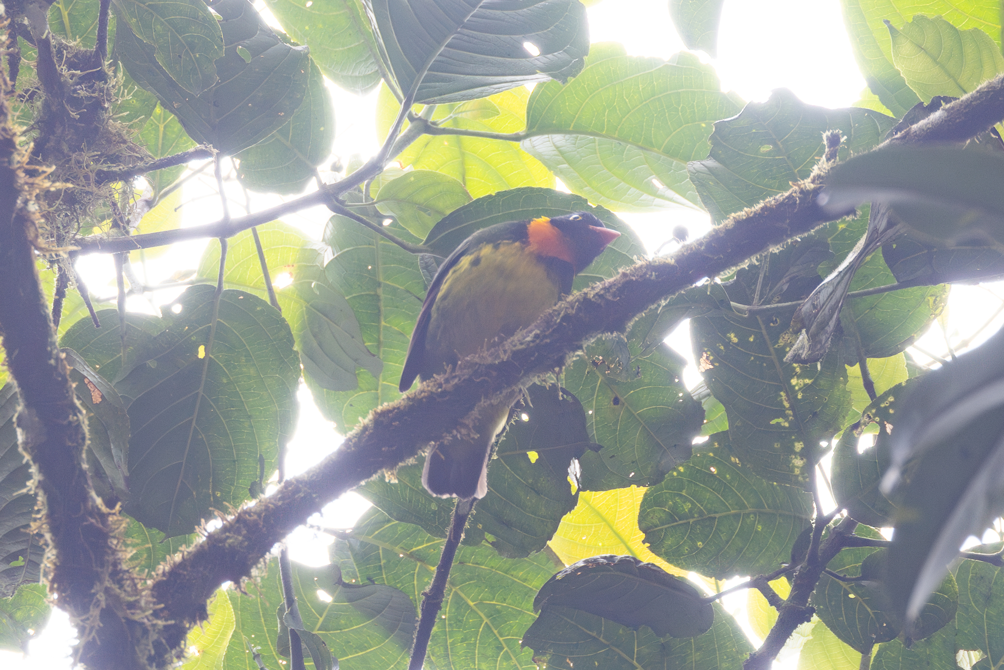 Orange-breasted Fruiteater (Pipreola jucunda), photo 5
