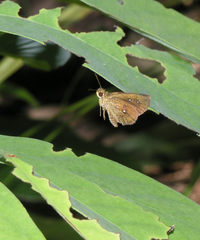 Iambrix salsala salsala