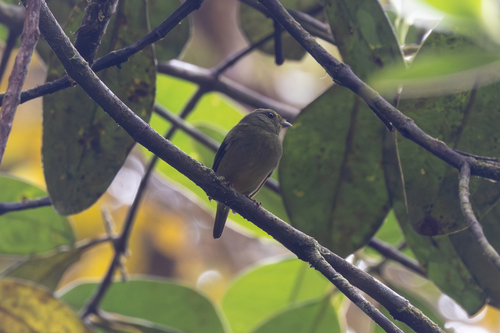 Golden-winged Manakin (Masius chrysopterus)