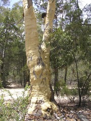 Eucalyptus rossii