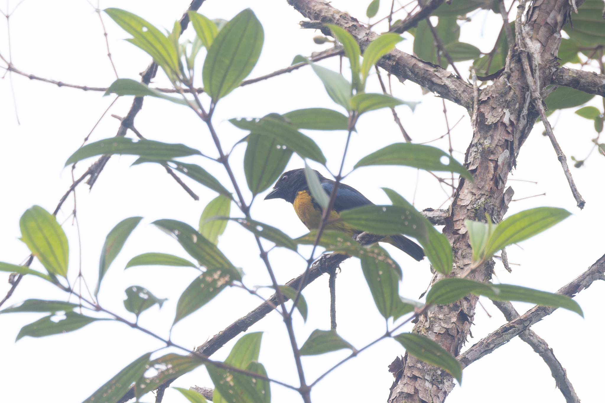 Black-and-gold Tanager (Bangsia melanochlamys), photo 3