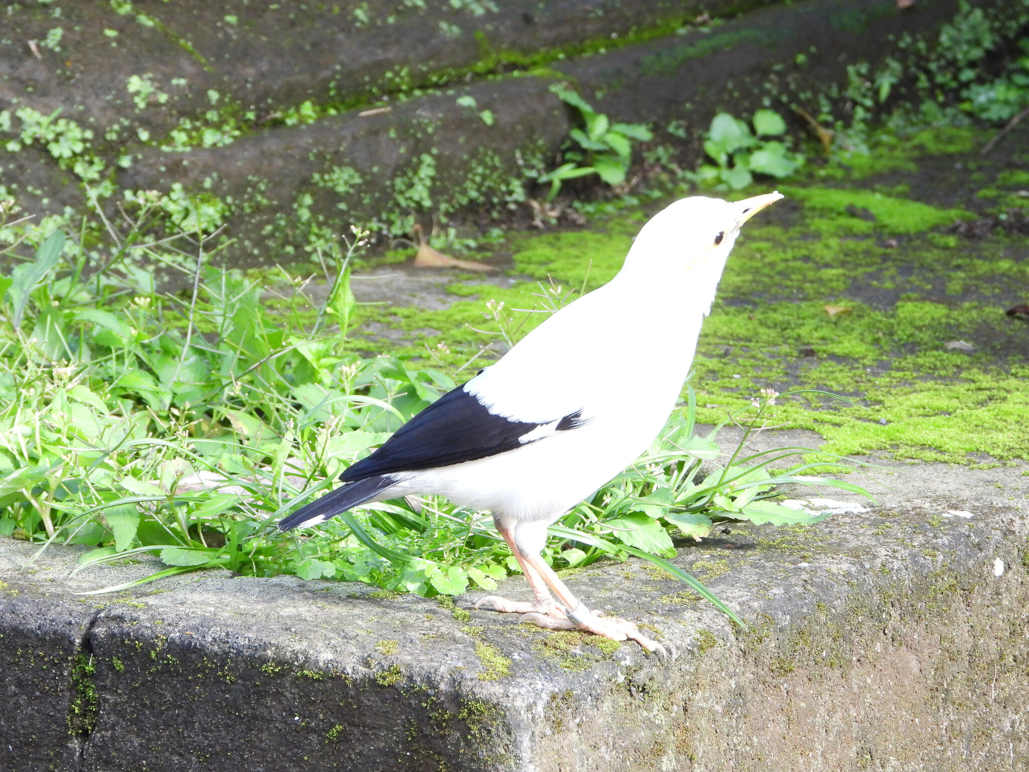 Black-winged Myna (Acridotheres melanopterus), photo 9