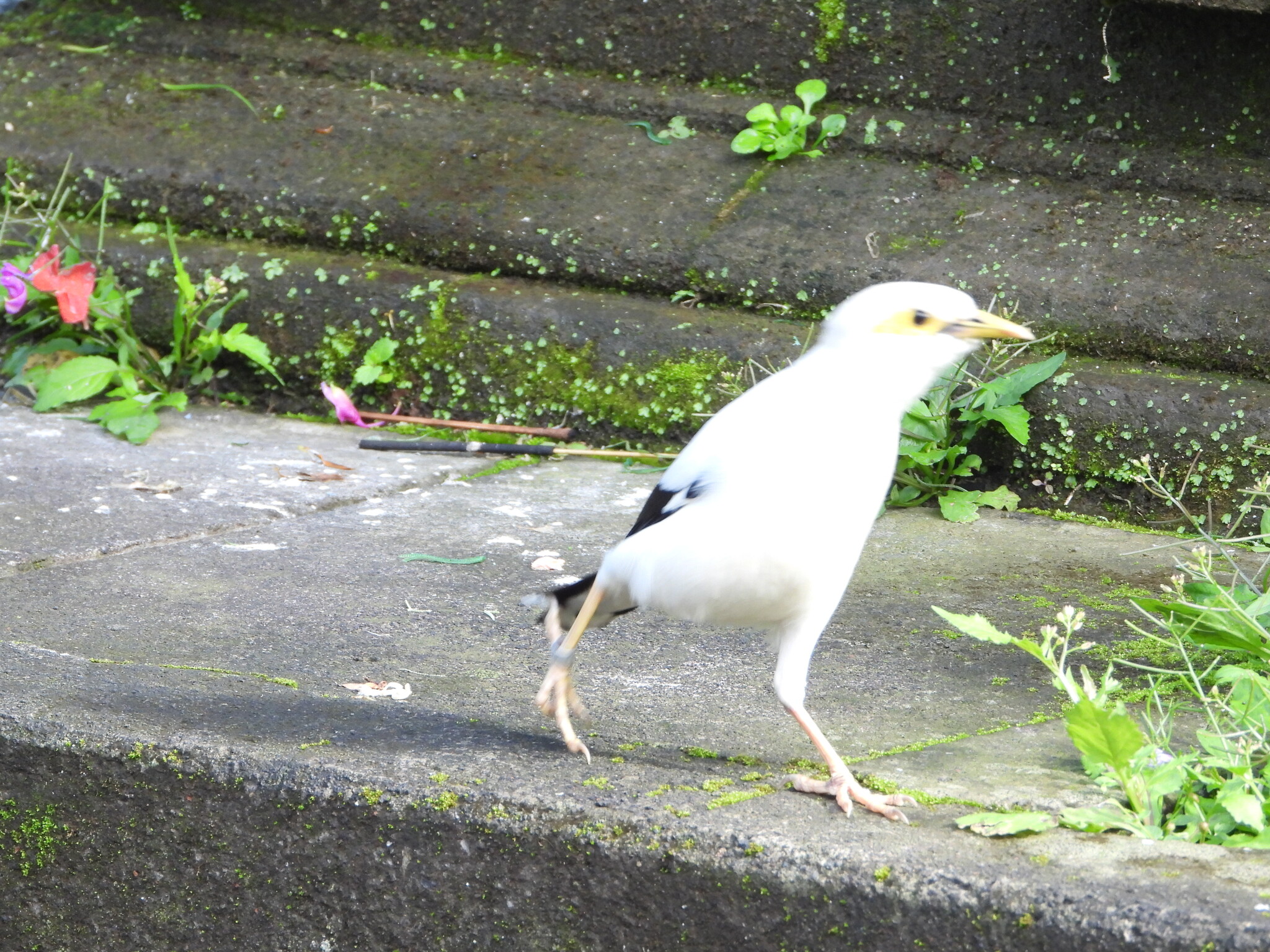Black-winged Myna (Acridotheres melanopterus), photo 10