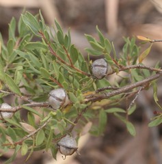Leptospermum sphaerocarpum