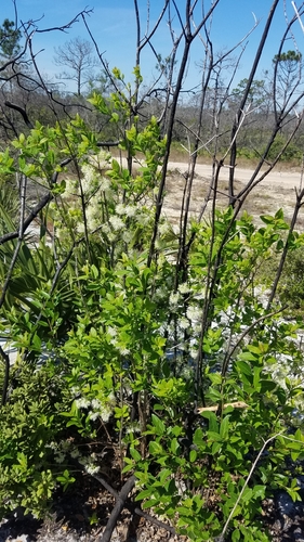 Pygmy fringetree (Chionanthus pygmaeus)