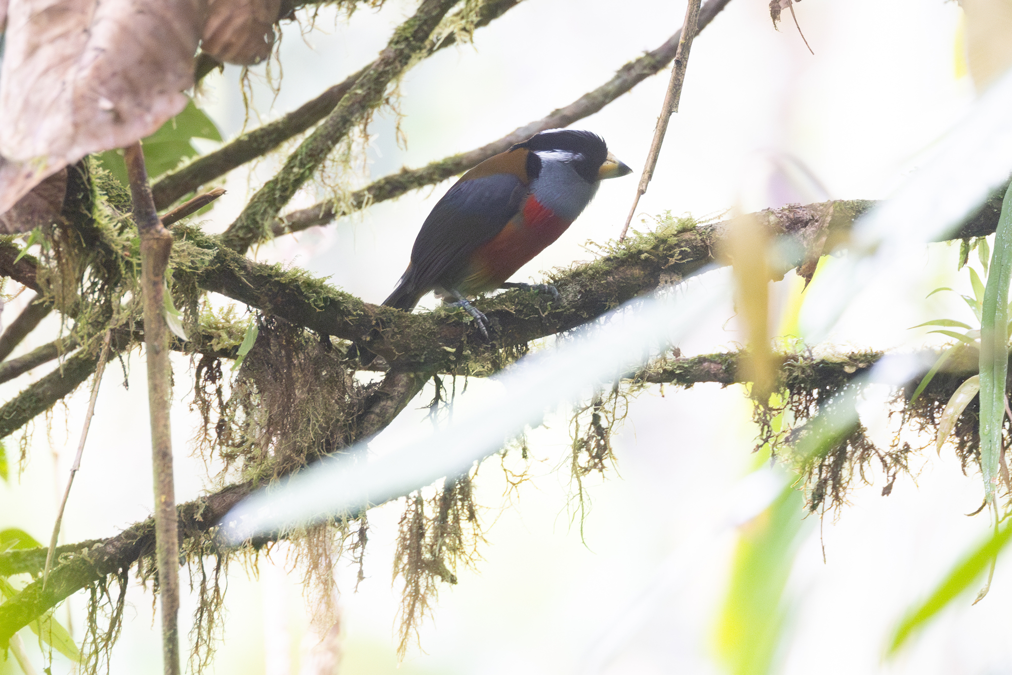 Toucan Barbet (Semnornis ramphastinus), photo 4