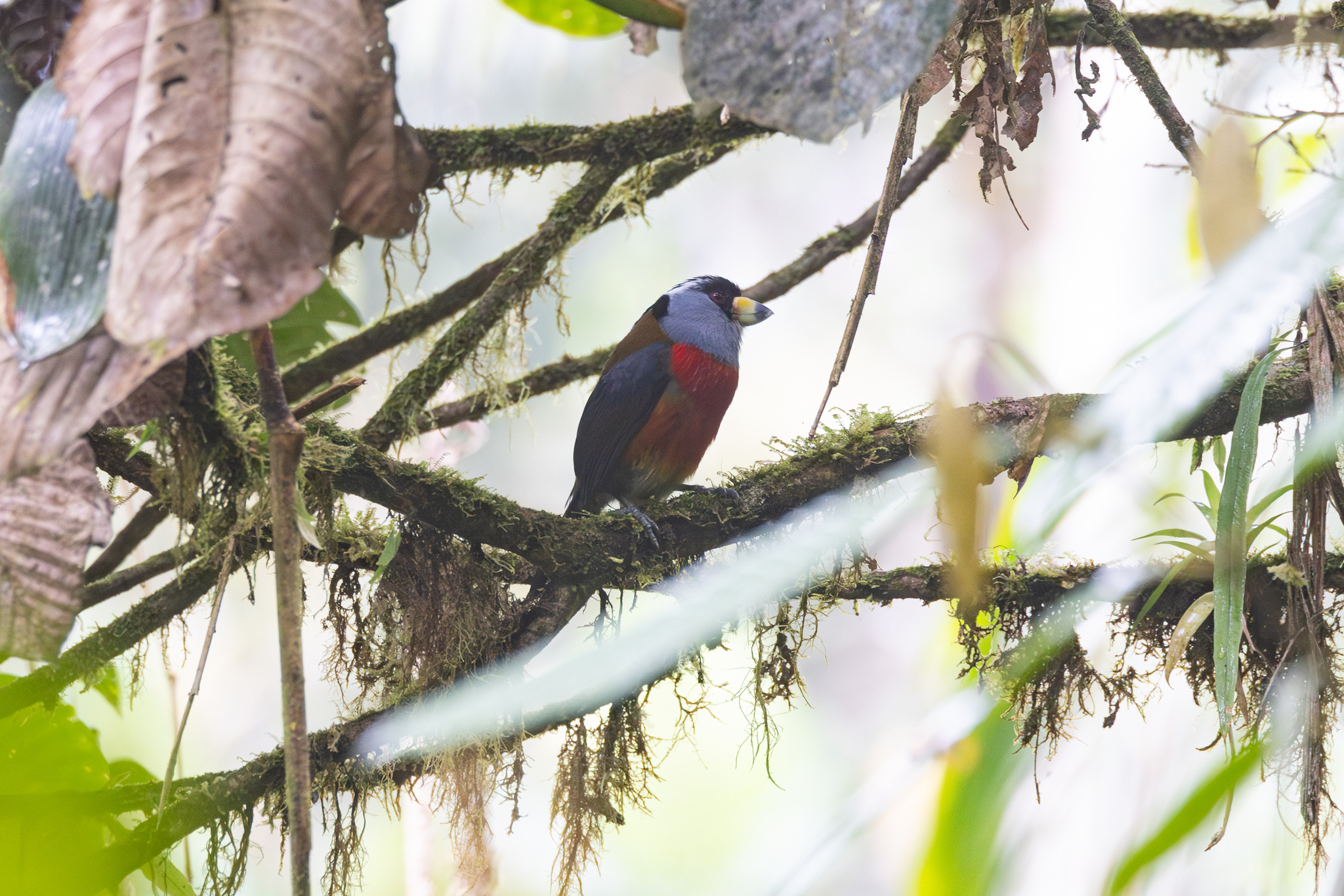 Toucan Barbet (Semnornis ramphastinus), photo 5