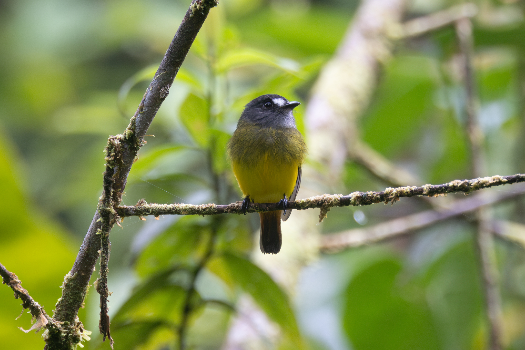 Ornate Flycatcher (Myiotriccus ornatus), photo 5