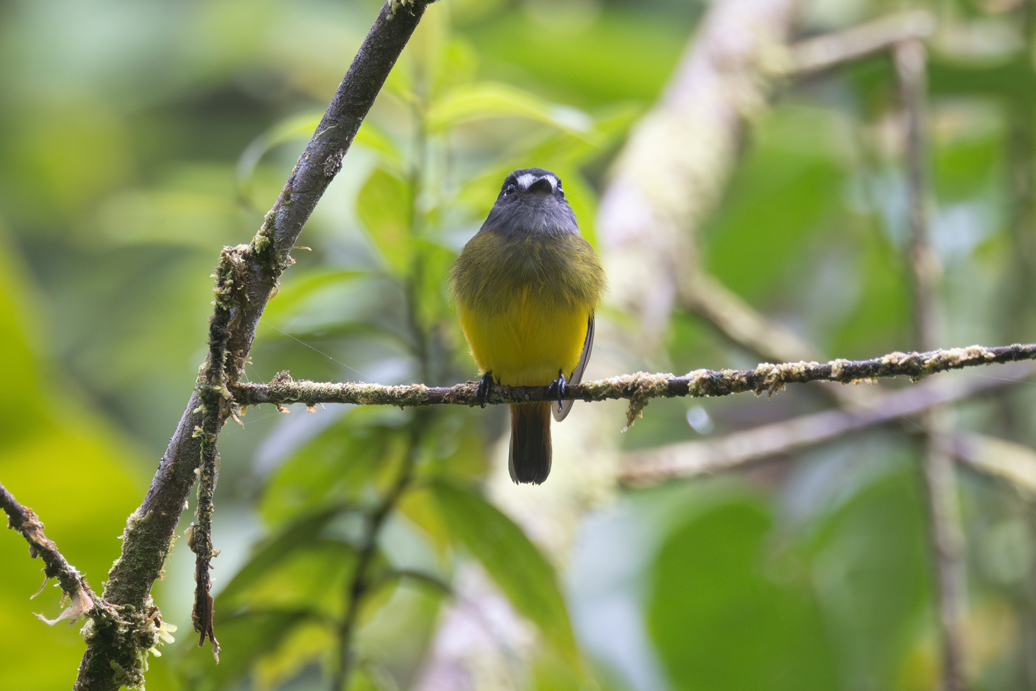 Ornate Flycatcher (Myiotriccus ornatus), photo 6