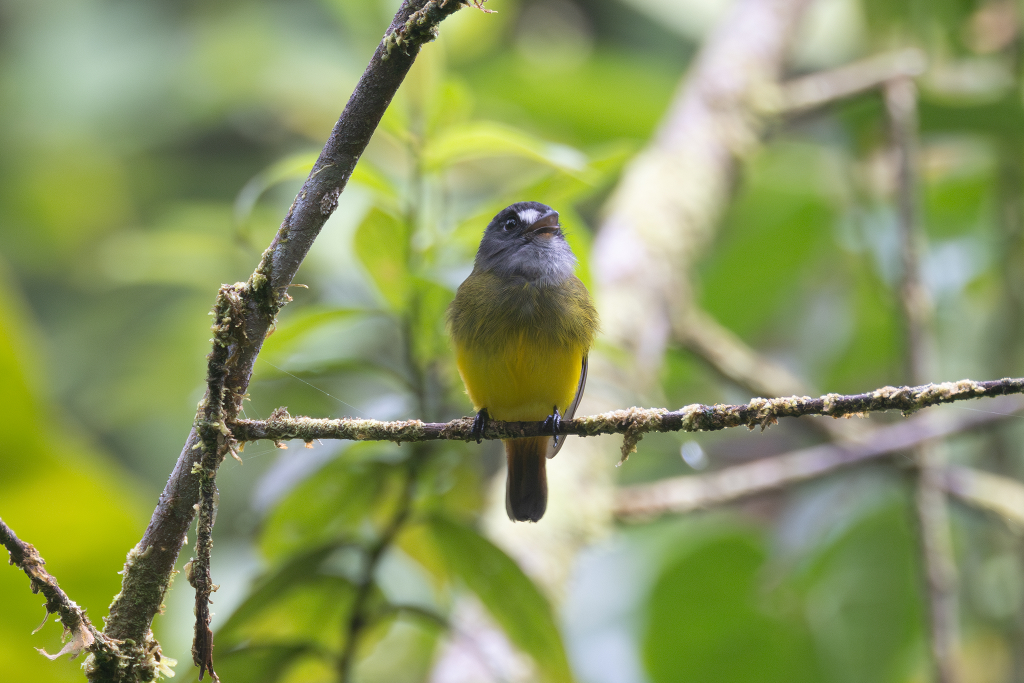 Ornate Flycatcher (Myiotriccus ornatus), photo 7