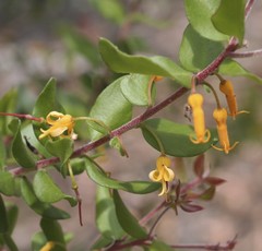 Persoonia myrtilloides