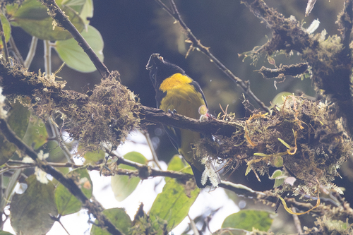 Black-and-gold Tanager (Bangsia melanochlamys)