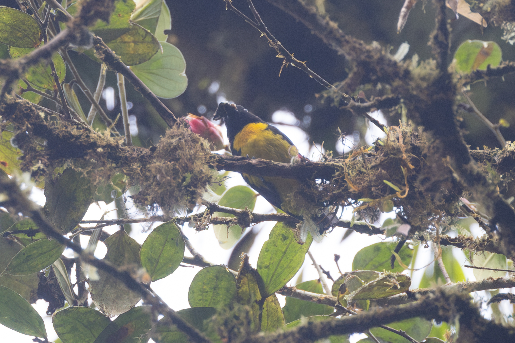 Black-and-gold Tanager (Bangsia melanochlamys), photo 2
