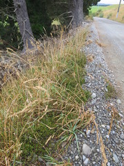 Muehlenbeckia axillaris × complexa