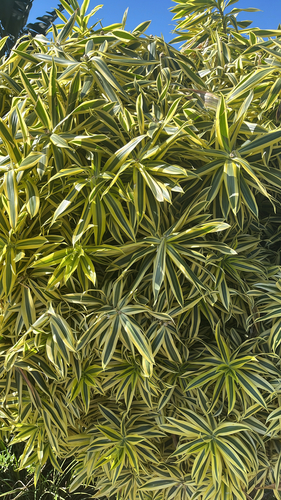 Pleomele flexuosa (Blume) N.E.Br.