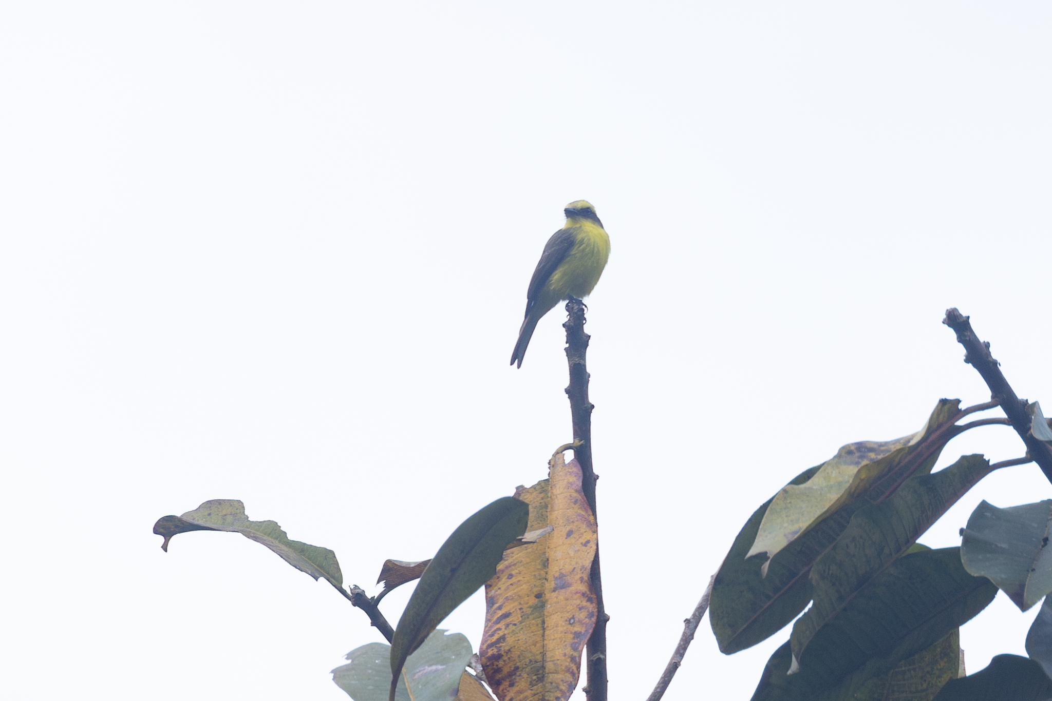 Lemon-browed Flycatcher (Conopias cinchoneti), photo 1