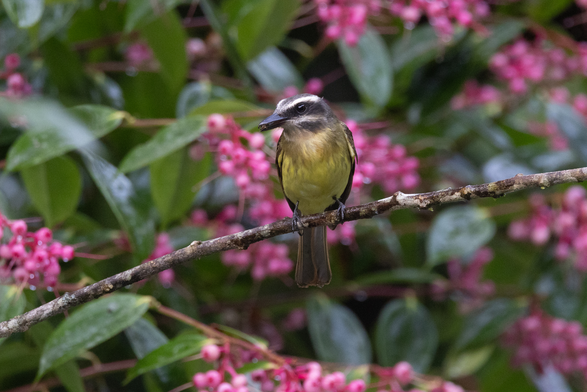 Golden-bellied Flycatcher (Myiodynastes hemichrysus), photo 5