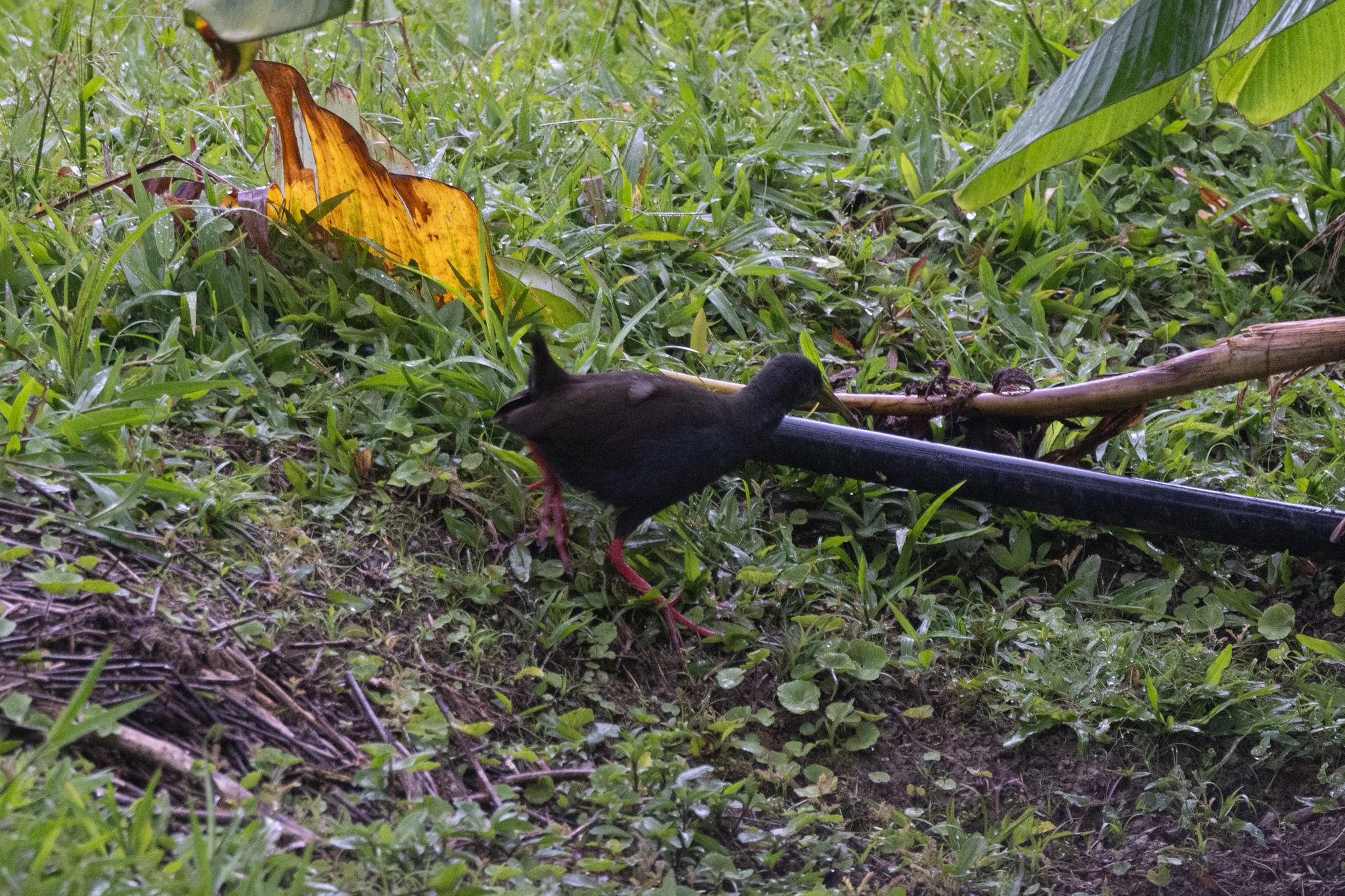 Blackish Rail (Pardirallus nigricans), photo 3