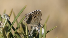 Pseudophilotes panoptes