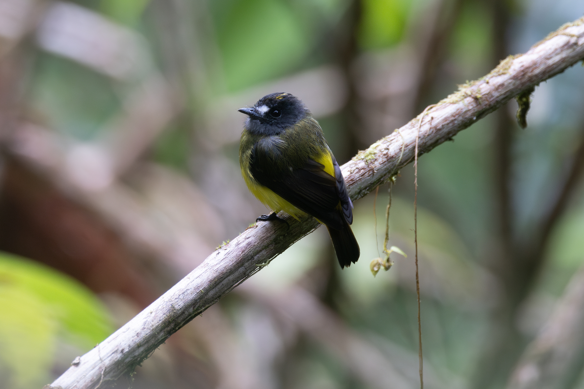Ornate Flycatcher (Myiotriccus ornatus), photo 4