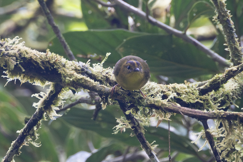 Choco Warbler (Myiothlypis chlorophrys), photo 8