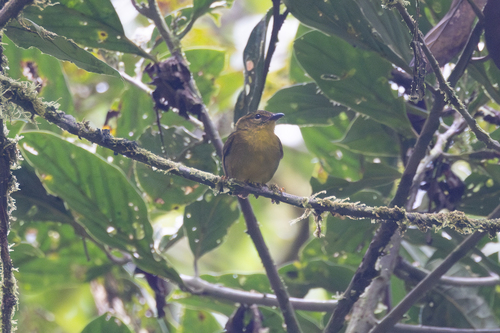 Choco Warbler (Myiothlypis chlorophrys), photo 4