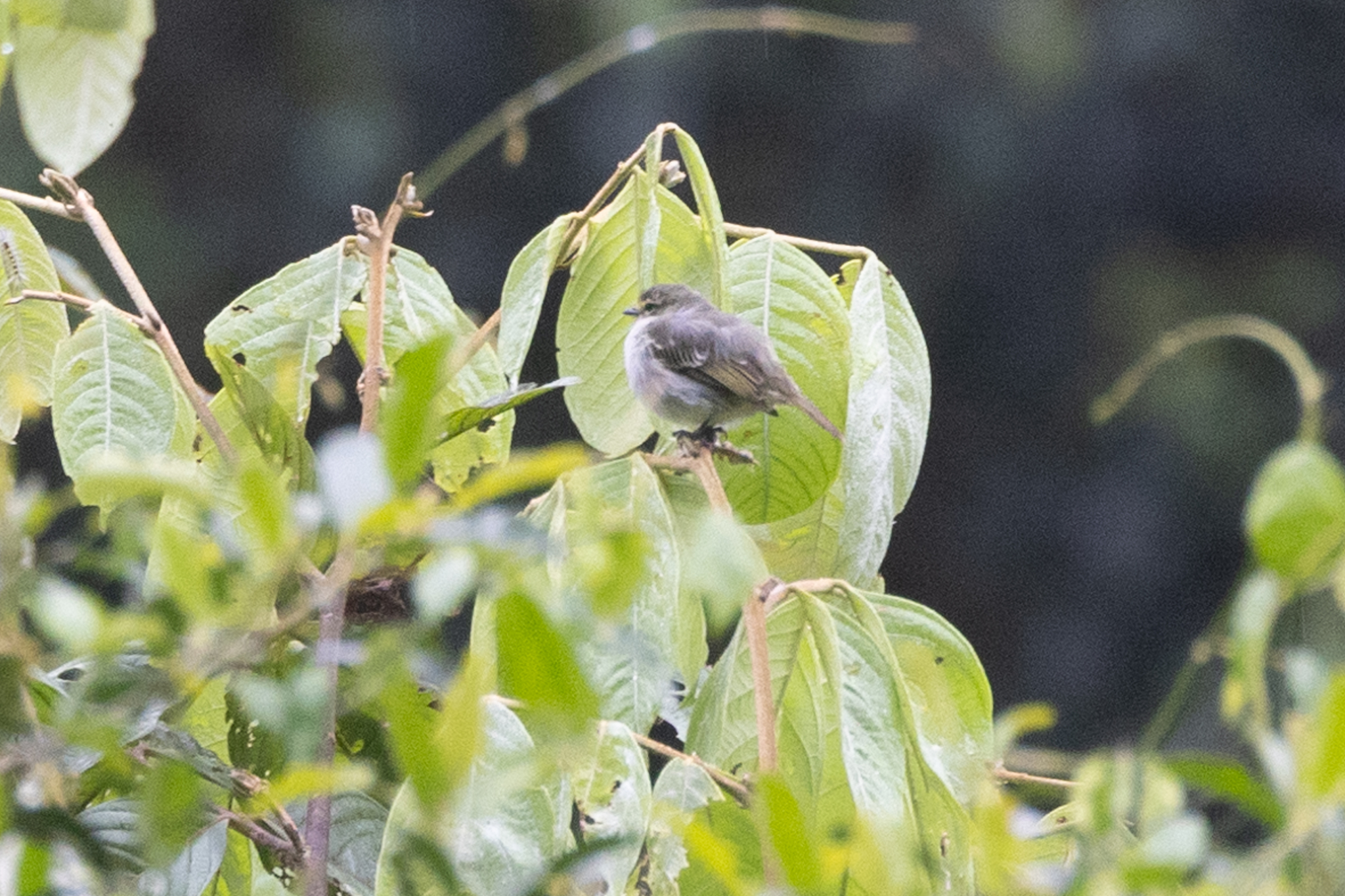 Golden-faced Tyrannulet (Zimmerius chrysops), photo 4