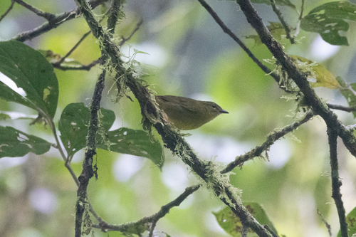 Choco Warbler (Myiothlypis chlorophrys), photo 10
