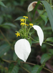Mussaenda pubescens