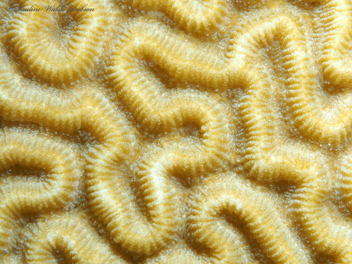 Symmetrical Brain Coral, photo 2 of 8