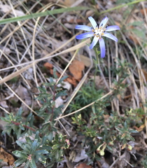 Perezia recurvata