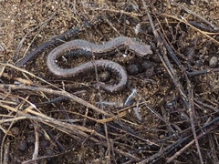 Batrachoseps gavilanensis