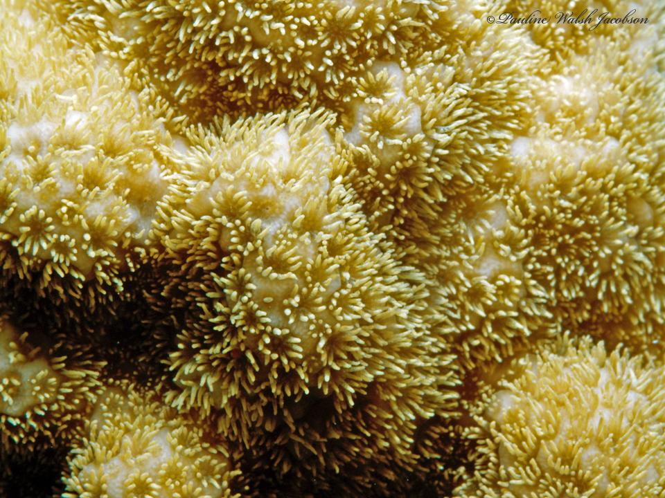 Mustard Hill Coral