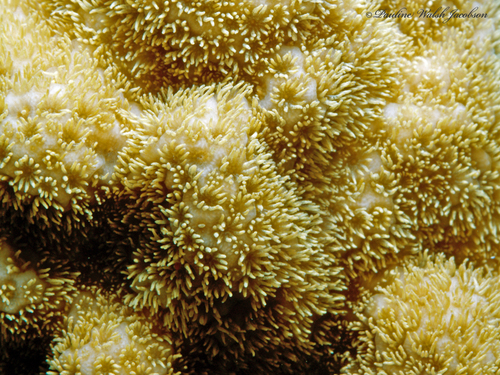 Porites astreoides