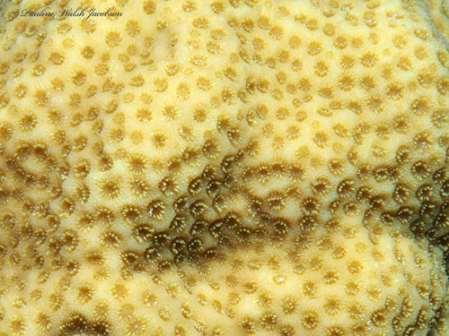 Mustard Hill Coral, photo 2 of 10