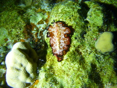 Pseudobiceros fulgor