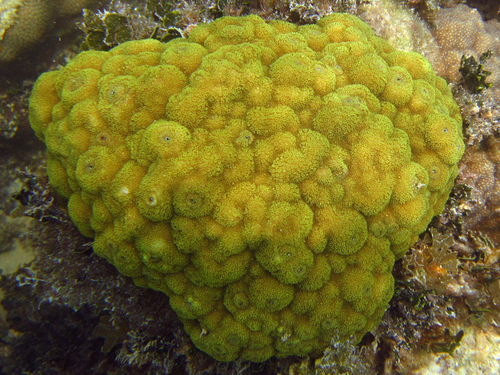 Mustard Hill Coral, photo 5 of 10