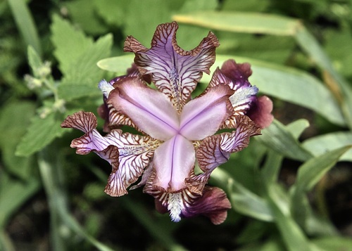Iris stolonifera