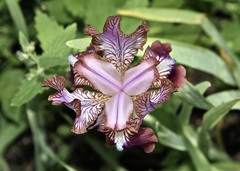 Iris stolonifera