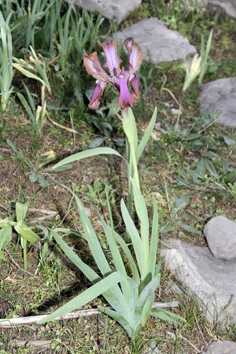 Iris stolonifera, photograph 1