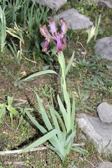 Iris stolonifera, photograph (c) Dr. Alexey Yakovlev, some rights reserved (CC BY)