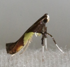Caloptilia bimaculatella