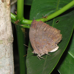 Arhopala centaurus nakula